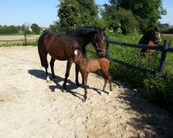 Dressurpferd Fabalou LB (Trakehner, 2014, von Dürrenmatt (ex Domino))