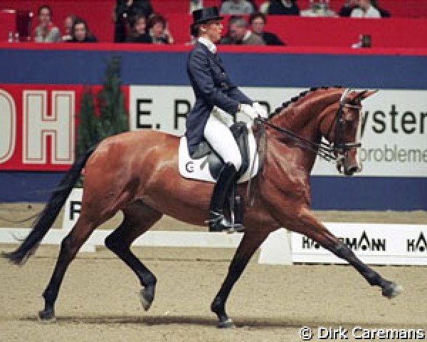 Pferd Barbria (Koninklijk Warmbloed Paardenstamboek Nederland (KWPN), 1983, von Doruto)