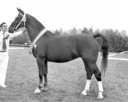 broodmare Paroniem (KWPN (Royal Dutch Sporthorse), 1974, from Hoogheid)