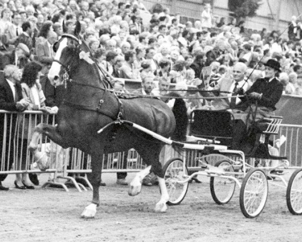 Pferd Sebastiaan (KWPN (Niederländisches Warmblut), 1976, von Hoogheid)