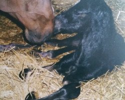 dressage horse Dark Trouble (Westphalian, 1999, from Dimension)