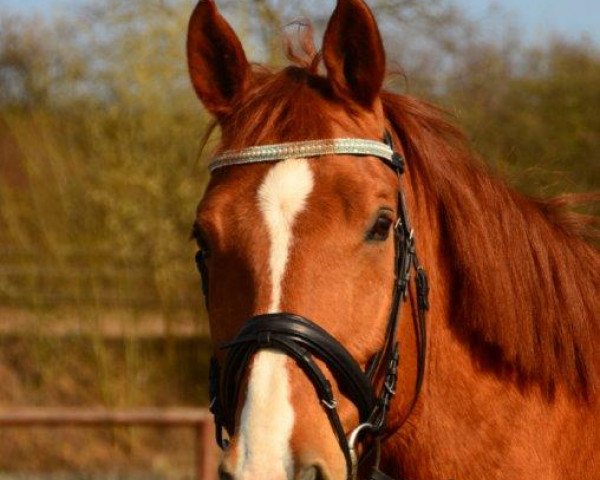 horse Dondolo (Rhinelander, 1995, from Darlington)