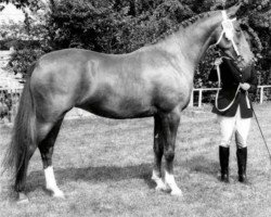 broodmare Merriment (KWPN (Royal Dutch Sporthorse), 1971, from Hurricane)