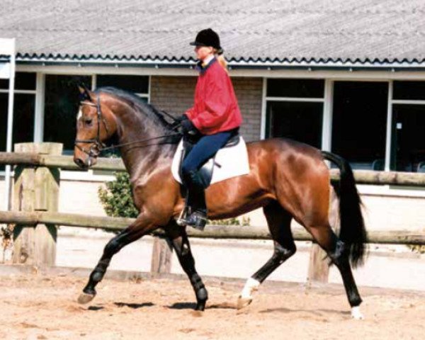 horse Byoux (KWPN (Royal Dutch Sporthorse), 1983, from Le Mexico)