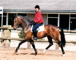 horse Byoux (KWPN (Royal Dutch Sporthorse), 1983, from Le Mexico)