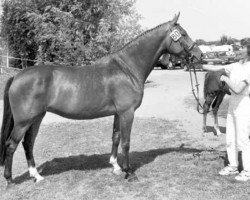 broodmare Karlene (KWPN (Royal Dutch Sporthorse), 1992, from Hurricane)