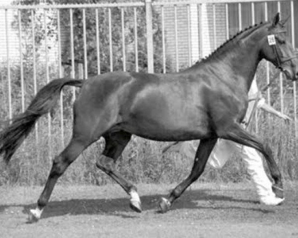 Zuchtstute Jamaica (Koninklijk Warmbloed Paardenstamboek Nederland (KWPN), 1991, von Hurricane)