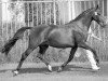 broodmare Jamaica (KWPN (Royal Dutch Sporthorse), 1991, from Hurricane)