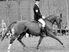 broodmare Liselot (KWPN (Royal Dutch Sporthorse), 1970, from Hurricane)