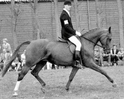 broodmare Liselot (KWPN (Royal Dutch Sporthorse), 1970, from Hurricane)