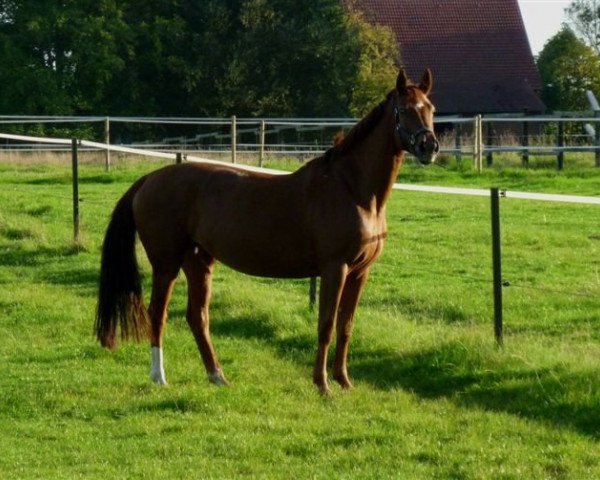 broodmare Rivanna 4 (Oldenburg, 2002, from Relevant)