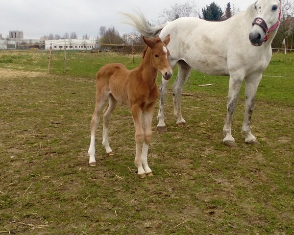 Springpferd Diva Doreen K (Deutsches Sportpferd, 2016, von Davidas)