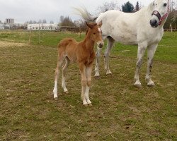 Pferd Diva Doreen K (Deutsches Sportpferd, 2016, von Davidas)