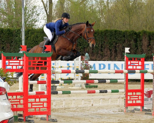 jumper Corahell (Oldenburg show jumper, 2010, from Captain Fire)