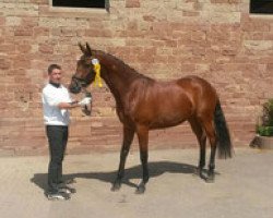 broodmare Mon Petit Coeur (Trakehner, 2011, from Imperio 3)