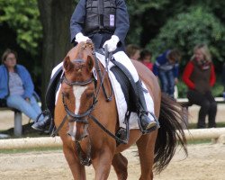 dressage horse Shadow 226 (unknown, 1994)