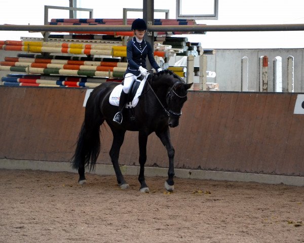 dressage horse Weltbeste (Hanoverian, 2007, from Weltruhm)