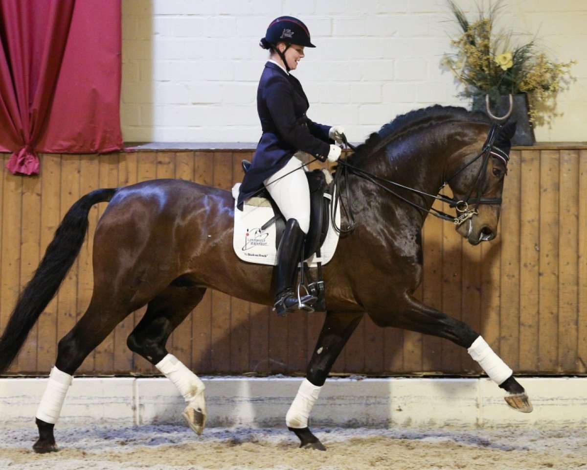 stallion Ehrenstolz (Westphalian, 2003, from Ehrentanz I)