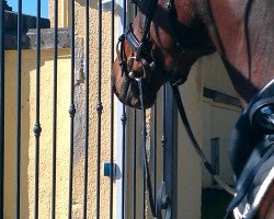 dressage horse Nicky 186 (Bavarian, 1999, from Asti Spumante 7)