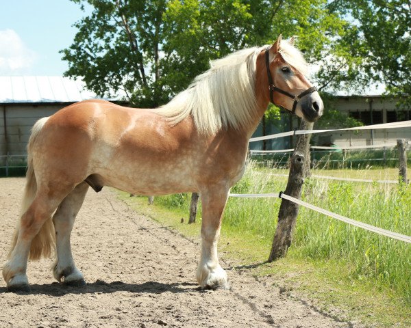 Pferd Edward von Brück (Rheinisch-Deutsches Kaltblut, 2008, von Eros von Brück)