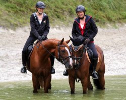 dressage horse Remington 67 (Rhinelander, 2009, from Rilke)