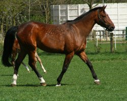 broodmare Patrizia (Westphalian, 1994, from Philipo)