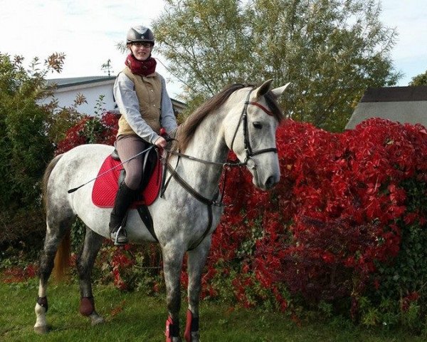 jumper Louisiana SN (German Sport Horse, 2010, from Levistano)