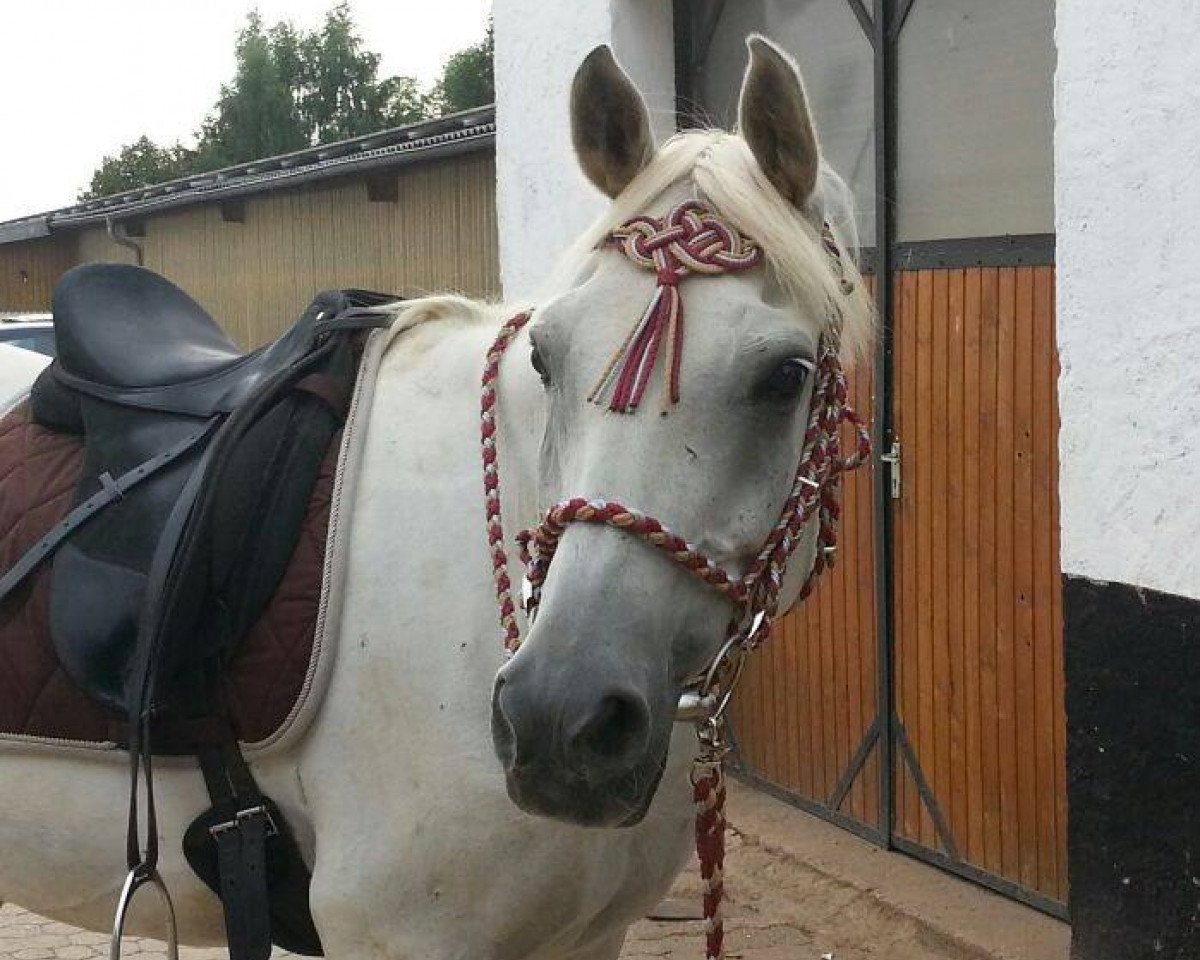 horse Amper 8 (Arabian purebred, 1995, from Andrut ox)