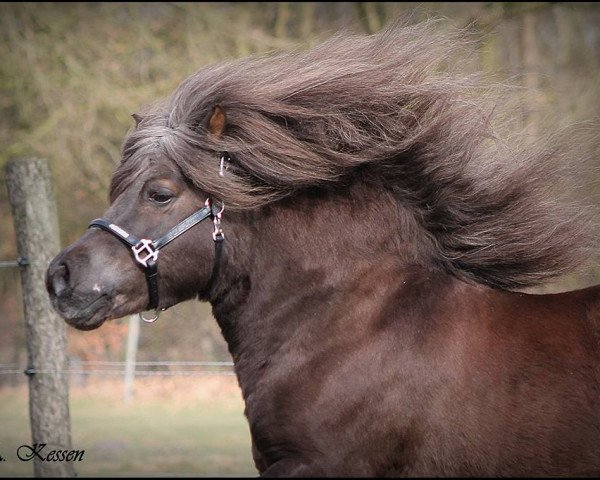 Deckhengst Aron (Shetland Pony, 2003, von Amigo)
