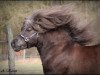Deckhengst Aron (Shetland Pony, 2003, von Amigo)