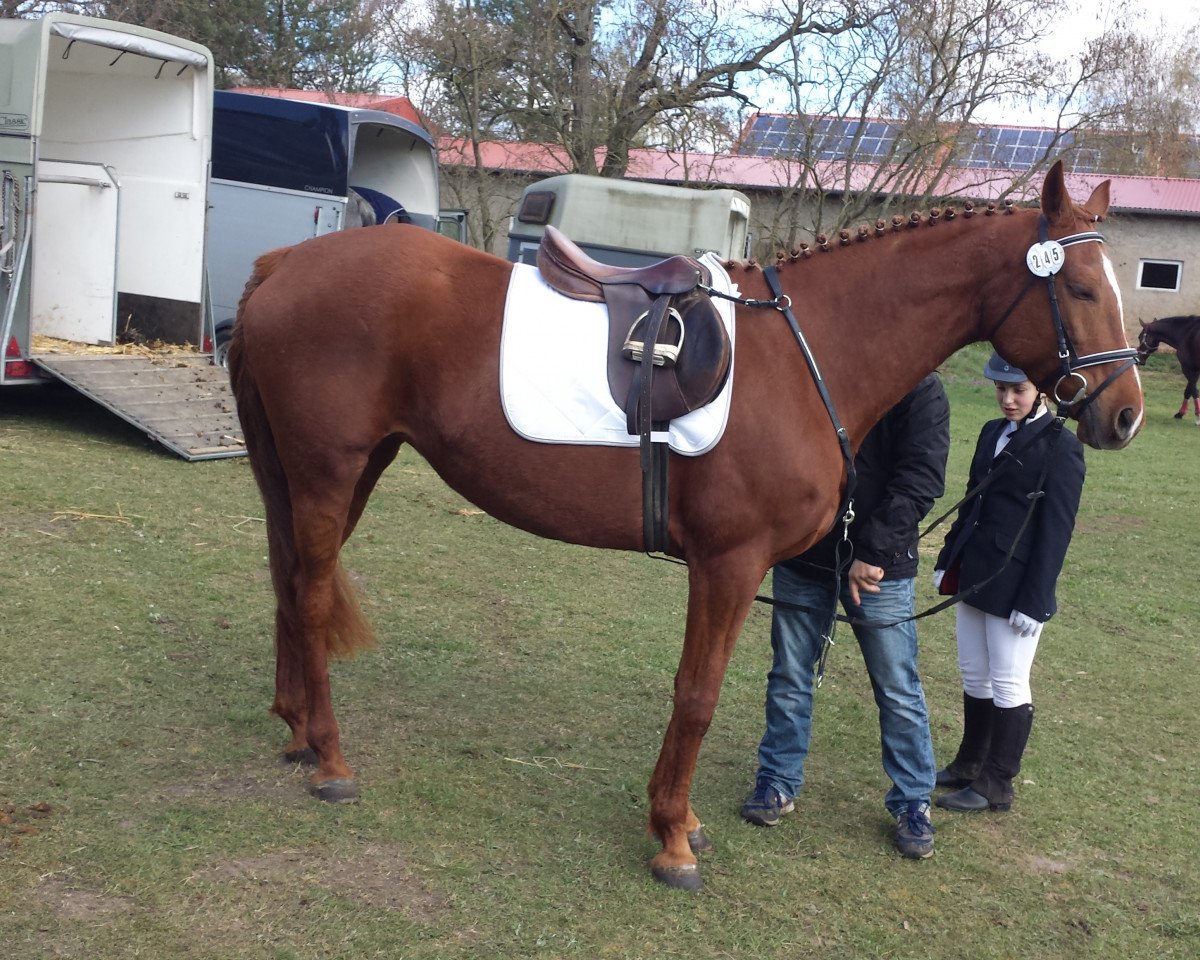 Springpferd Zoja (Polnisches Warmblut, 2007, von Hamlet Go)