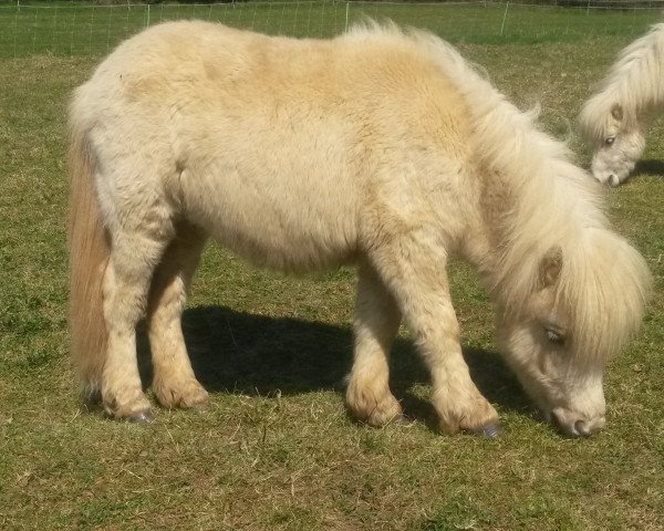 horse Wendelin von der Wartal (Shetland pony (under 87 cm), 2015, from Wake up van de Zandhoven)