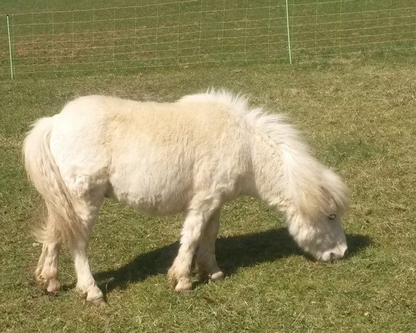 Pferd Wildfang von der Wartal (Shetland Pony (unter 87 cm), 2015, von Wake up van de Zandhoven)