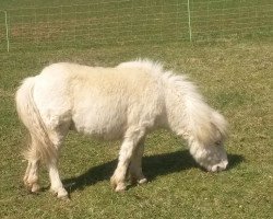 Pferd Wildfang von der Wartal (Shetland Pony (unter 87 cm), 2015, von Wake up van de Zandhoven)