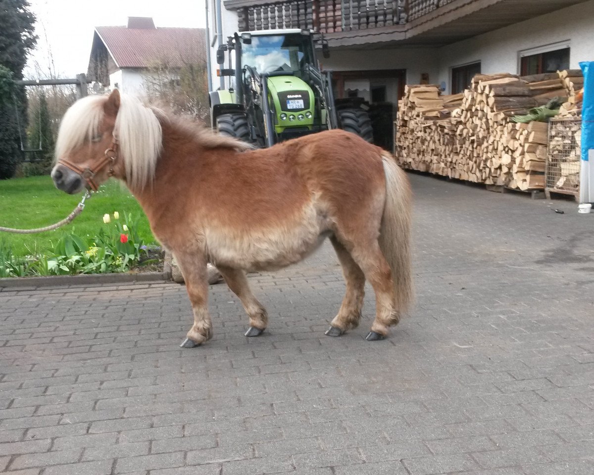 broodmare Dancing Sunlight van de Nijkamphoeve (Shetland pony (under 87 cm), 2010, from Kiliam van Dennehove)