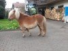 broodmare Dancing Sunlight van de Nijkamphoeve (Shetland pony (under 87 cm), 2010, from Kiliam van Dennehove)