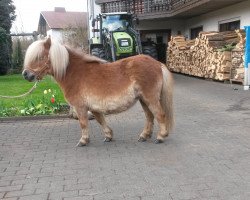 Zuchtstute Dancing Sunlight van de Nijkamphoeve (Shetland Pony (unter 87 cm), 2010, von Kiliam van Dennehove)