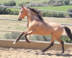 horse Mar Uranio (Pura Raza Espanola (PRE),  )