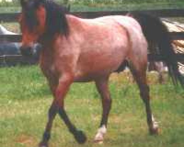 Zuchtstute Cuppers Mandy (Welsh Pony (Sek.B), 1990, von Blethni Puck)