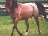 broodmare Cuppers Mandy (Welsh-Pony (Section B), 1990, from Blethni Puck)