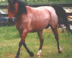 broodmare Cuppers Mandy (Welsh-Pony (Section B), 1990, from Blethni Puck)