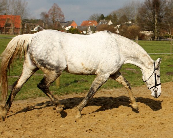 Pferd Sunshine (Mecklenburger, 2002, von Sunyboy)