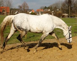 horse Sunshine (Mecklenburg, 2002, from Sunyboy)