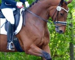 dressage horse Schokoprinz (Westphalian, 2010, from Spielberg)