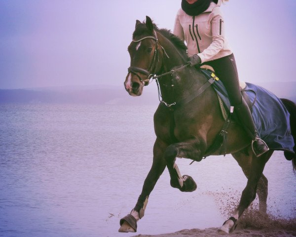 dressage horse Cinzano's Asti (Hanoverian, 2010, from Contendros Bube)