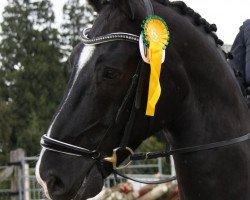 dressage horse Gotano 6 (Sachs-door. Heavy Warmbl., 2003, from Glücksburg)