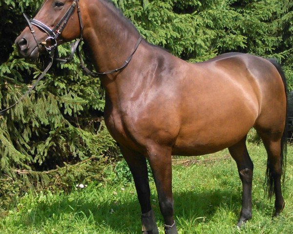 Zuchtstute Brilliance (Trakehner, 2003, von Gipsy King)