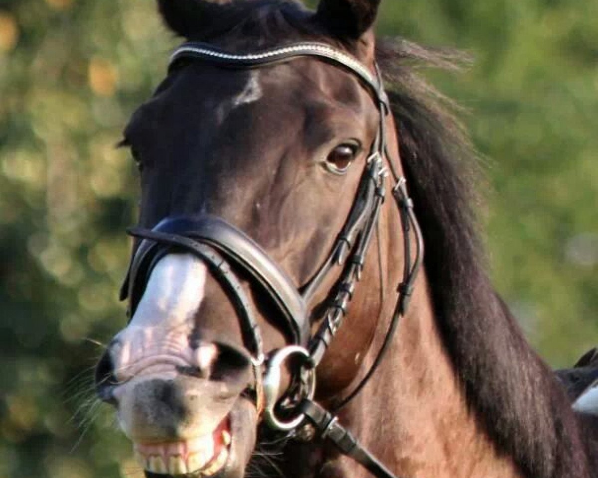 Springpferd Paul S 2 (Rheinländer, 2005, von Potsdam)
