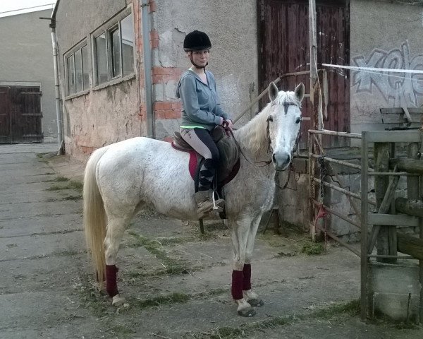 Zuchtstute Gipsy (Deutsches Reitpony, 1996, von Melotto xx)