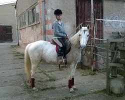 broodmare Gipsy (German Riding Pony, 1996, from Melotto xx)